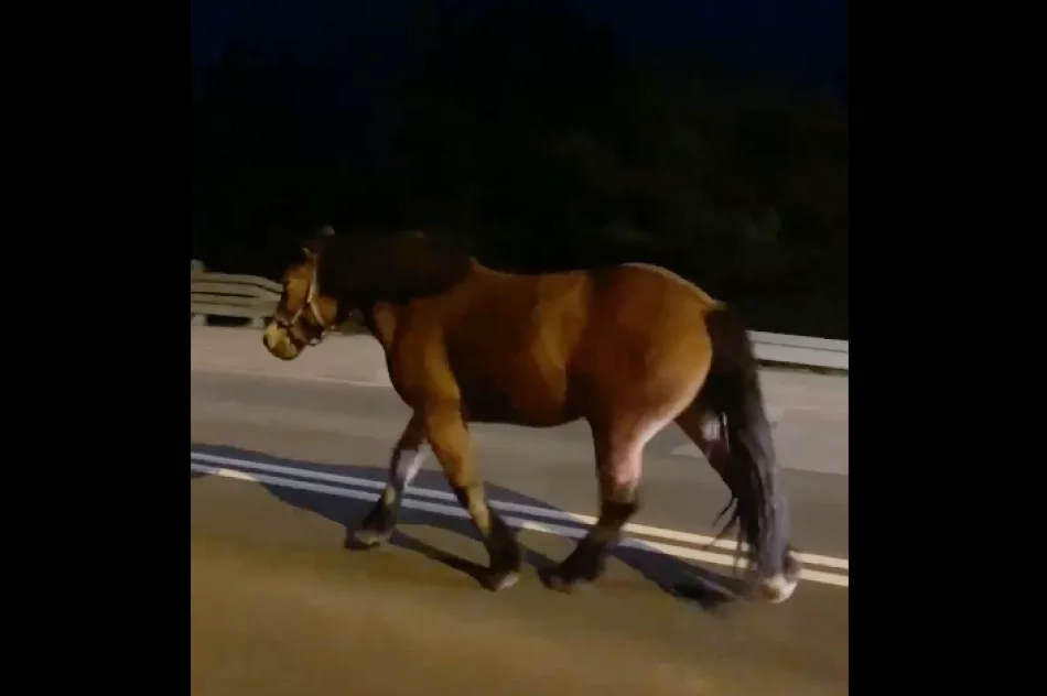 Koń biegał po drodze krajowej, mandat dla właściciela - zdjęcie 3