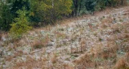 Spadł pierwszy śnieg. Lokalnie deszczowo, ale z rozpogodzeniami - w nocy mróz - zdjęcie 3