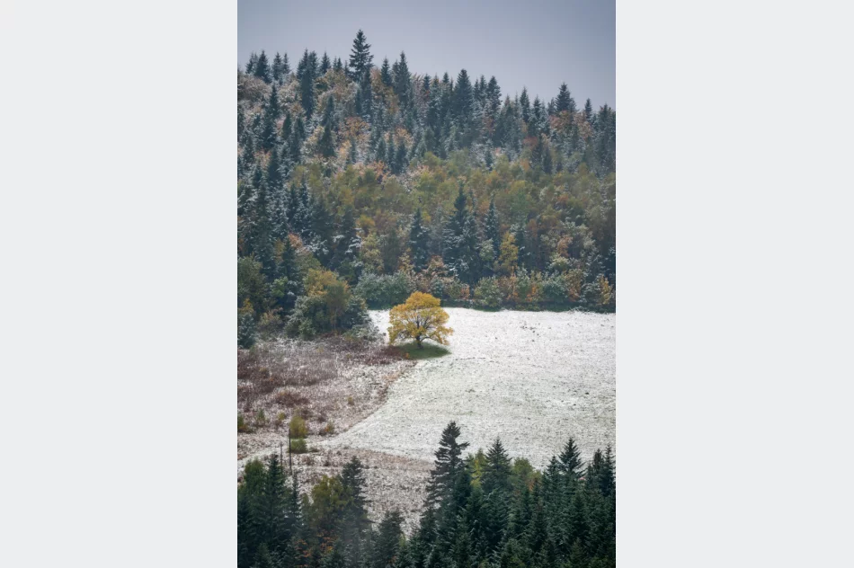 Spadł pierwszy śnieg. Lokalnie deszczowo, ale z rozpogodzeniami - w nocy mróz - zdjęcie 4