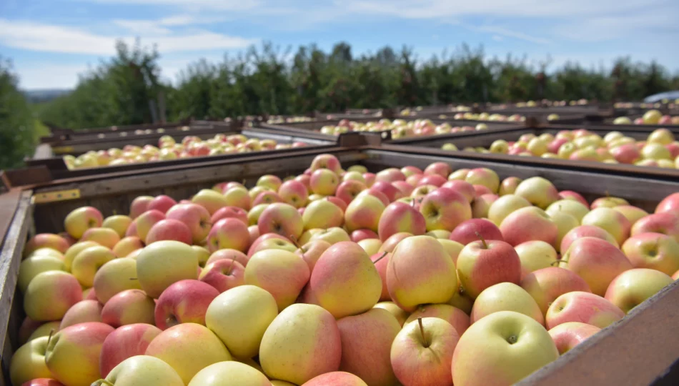 Trudna sytuacja na rynku jabłek - zdjęcie 1