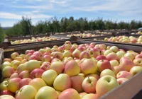 Trudna sytuacja na rynku jabłek - zdjęcie główne