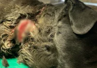 Sznur wpił się w gardło, powodując ogromne cierpienia. Psa... zwrócono właścicielce - zdjęcie główne