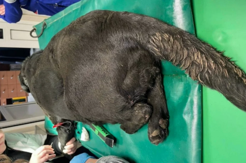 Sznur wpił się w gardło, powodując ogromne cierpienia. Psa... zwrócono właścicielce - zdjęcie 2