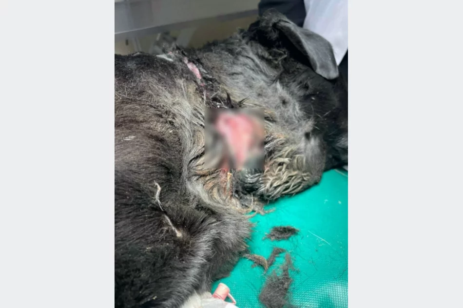 Sznur wpił się w gardło, powodując ogromne cierpienia. Psa... zwrócono właścicielce - zdjęcie 3