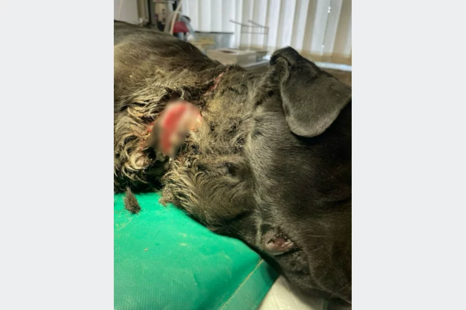 Sznur wpił się w gardło, powodując ogromne cierpienia. Psa... zwrócono właścicielce - zdjęcie 4