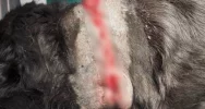 Sznur wpił się w gardło, powodując ogromne cierpienia. Psa... zwrócono właścicielce - zdjęcie 5