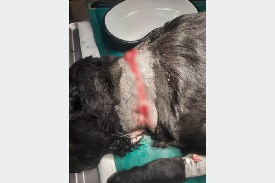 Sznur wpił się w gardło, powodując ogromne cierpienia. Psa... zwrócono właścicielce - zdjęcie 5