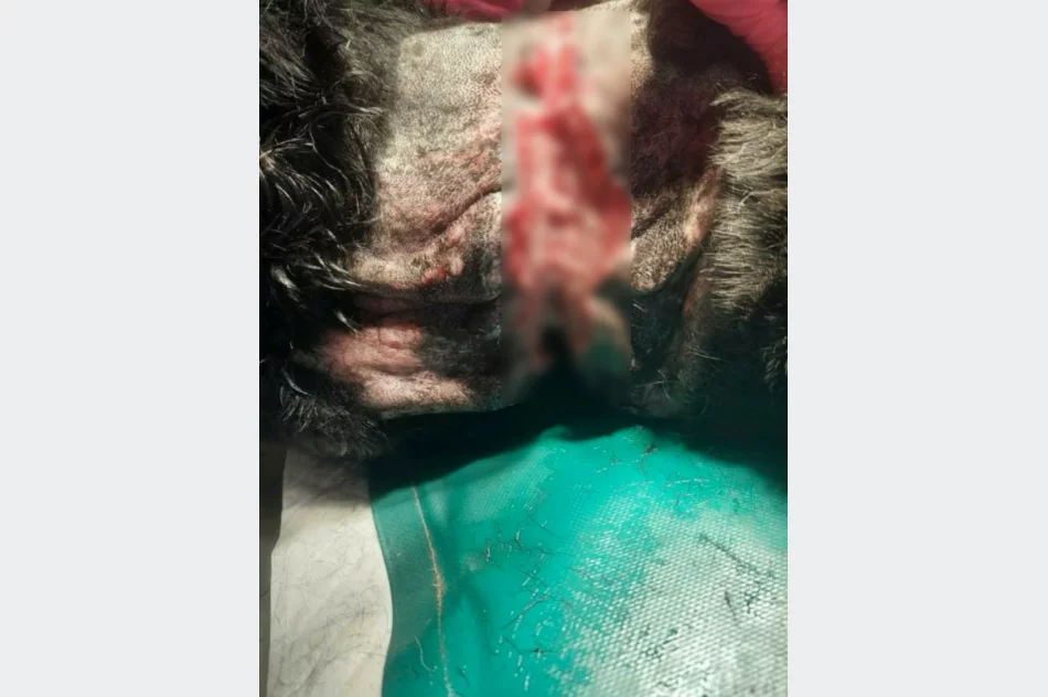 Sznur wpił się w gardło, powodując ogromne cierpienia. Psa... zwrócono właścicielce - zdjęcie 6