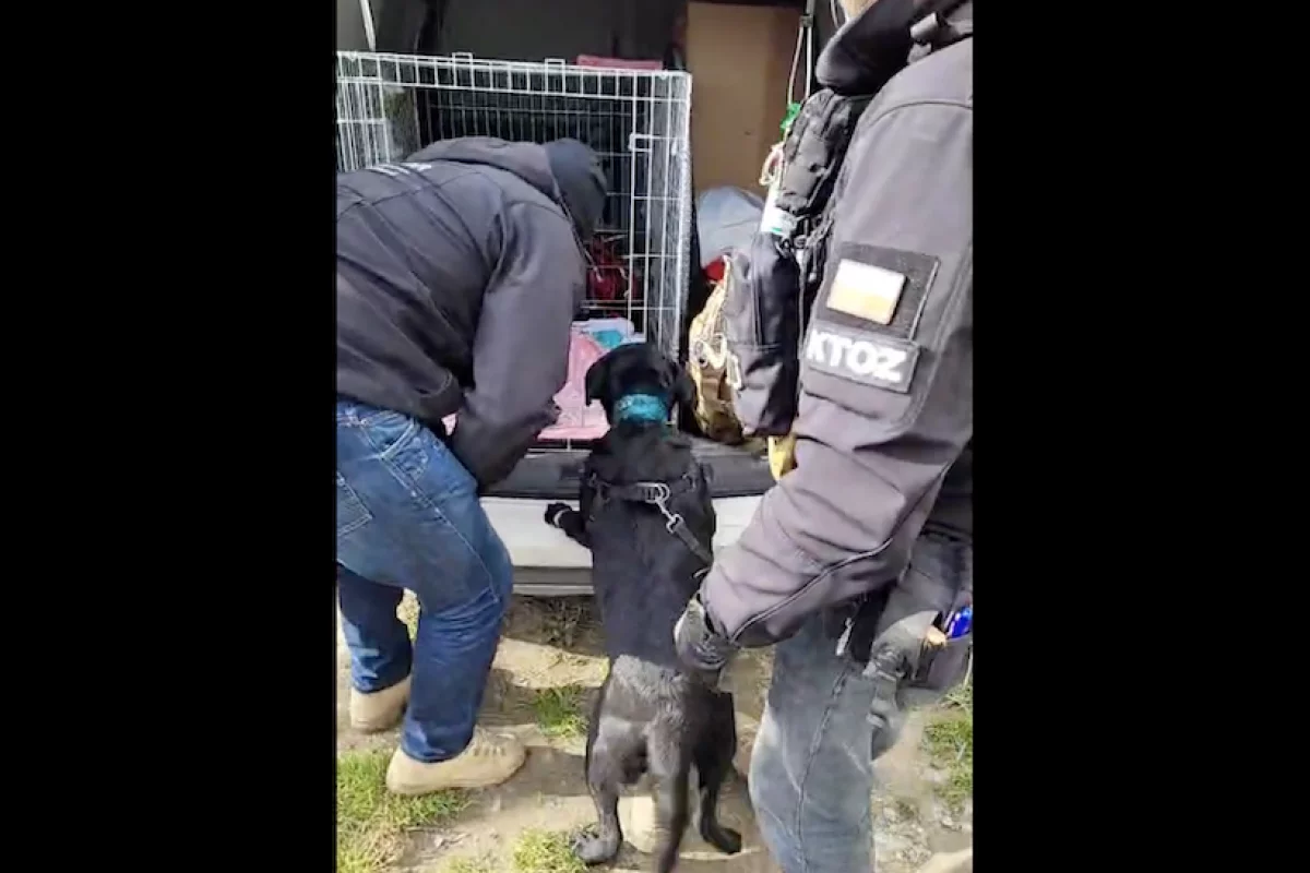 Policja i inspekcja weterynaryjna nie znalazły podstaw, KTOZ odebrało psy właścicielom