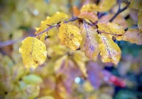 Prognoza pogody dla Limanowej na weekend i Wszystkich Świętych - zdjęcie główne