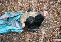 Głowa byka leży przy drodze - zdjęcie główne