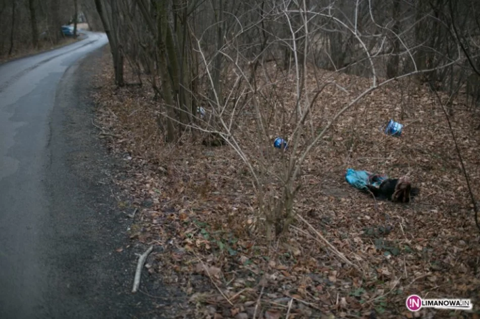 Głowa byka leży przy drodze - zdjęcie 2