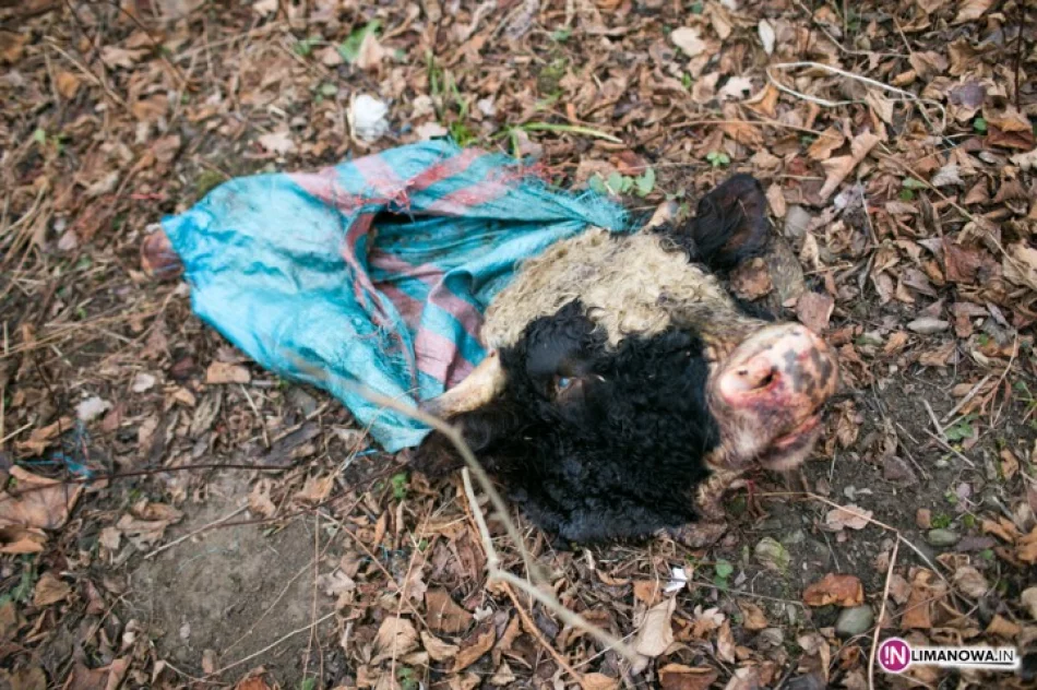 Głowa byka leży przy drodze - zdjęcie 3