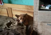 TOZ odbiera 21 psów i szuka im nowego domu. "Są przetrzymywane w tragicznych warunkach" - zdjęcie główne