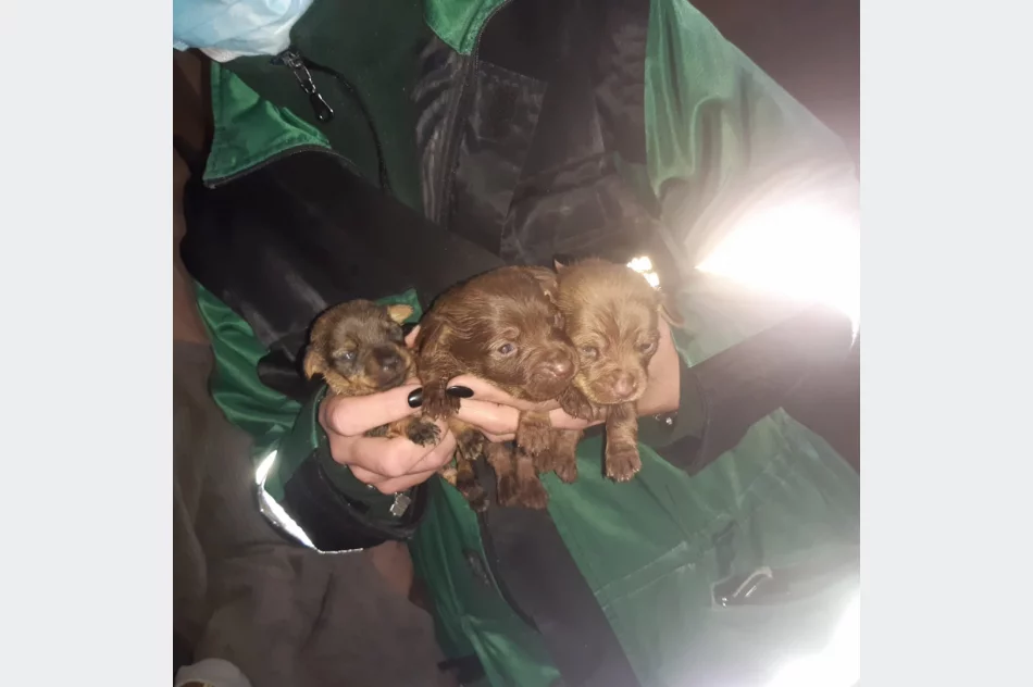 TOZ odbiera 21 psów i szuka im nowego domu. "Są przetrzymywane w tragicznych warunkach" - zdjęcie 2