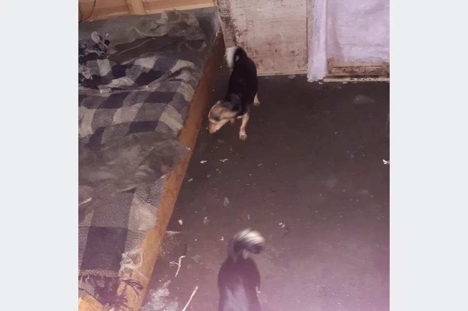 TOZ odbiera 21 psów i szuka im nowego domu. "Są przetrzymywane w tragicznych warunkach" - zdjęcie 4