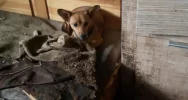 TOZ odbiera 21 psów i szuka im nowego domu. "Są przetrzymywane w tragicznych warunkach" - zdjęcie 5