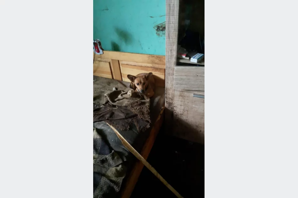 TOZ odbiera 21 psów i szuka im nowego domu. "Są przetrzymywane w tragicznych warunkach" - zdjęcie 5