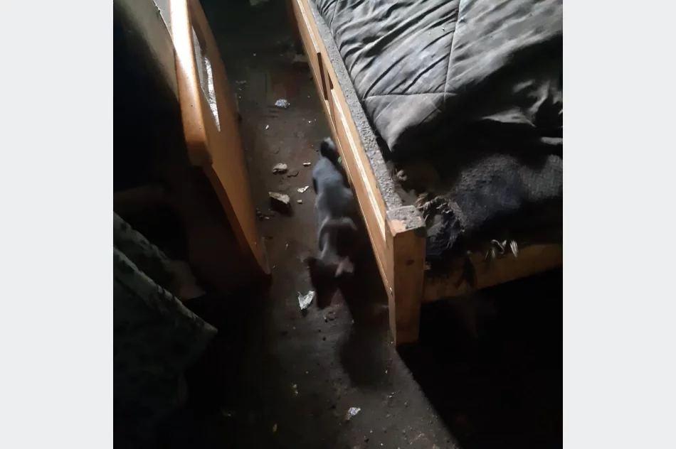 TOZ odbiera 21 psów i szuka im nowego domu. "Są przetrzymywane w tragicznych warunkach" - zdjęcie 6