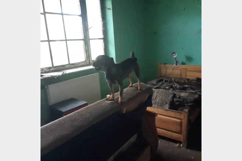 TOZ odbiera 21 psów i szuka im nowego domu. "Są przetrzymywane w tragicznych warunkach" - zdjęcie 7