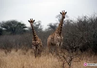 Podróże dalekie i bliskie - Południowa Afryka - zdjęcie główne