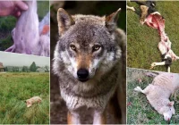 "Zagryzane są jagnięta, owce, cielęta – tego jest mnóstwo, ale o tym się nie mówi" - zdjęcie główne