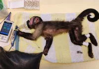 Kapucynka i ara odebrane z limanowskiego sklepu zoologicznego - zdjęcie główne