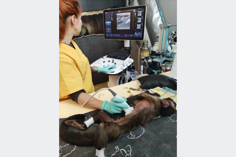 Kapucynka i ara odebrane z limanowskiego sklepu zoologicznego - zdjęcie 7