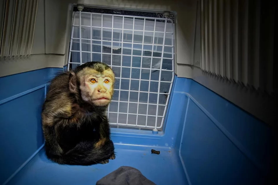 Kapucynka i ara odebrane z limanowskiego sklepu zoologicznego - zdjęcie 3