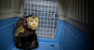 Kapucynka i ara odebrane z limanowskiego sklepu zoologicznego - zdjęcie 3