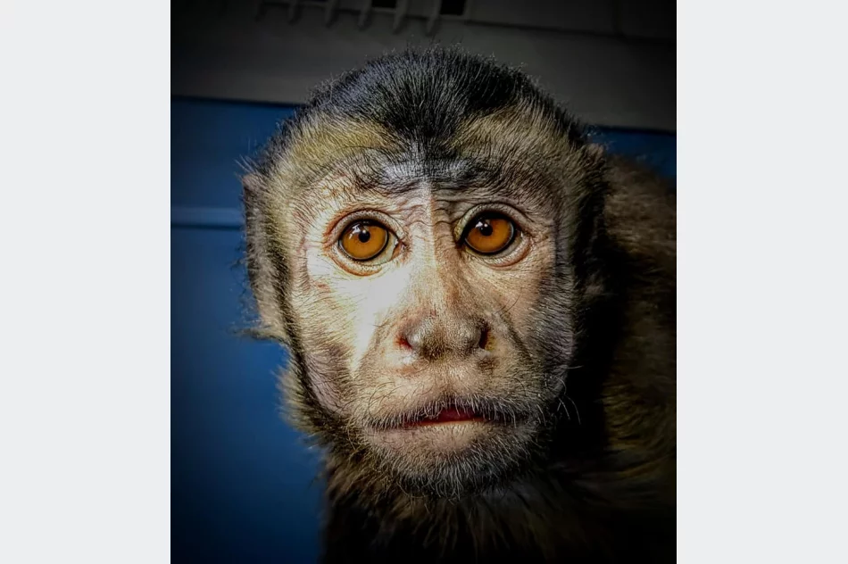 Kapucynka i ara odebrane z limanowskiego sklepu zoologicznego - zdjęcie 2