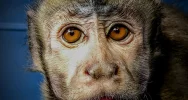 Kapucynka i ara odebrane z limanowskiego sklepu zoologicznego - zdjęcie 2