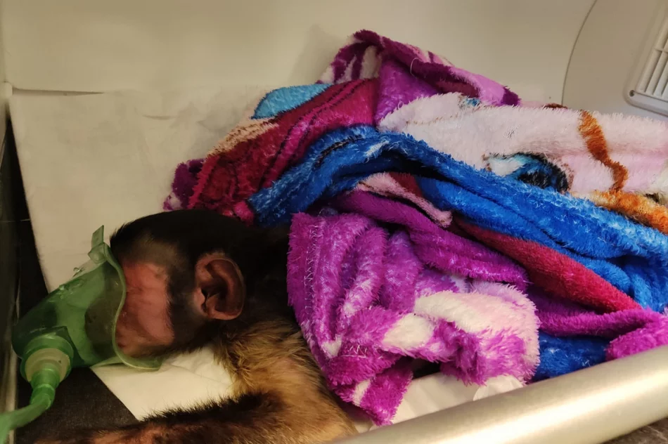 Kapucynka i ara odebrane z limanowskiego sklepu zoologicznego - zdjęcie 5