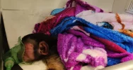 Kapucynka i ara odebrane z limanowskiego sklepu zoologicznego - zdjęcie 5
