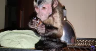 Kapucynka i ara odebrane z limanowskiego sklepu zoologicznego - zdjęcie 4