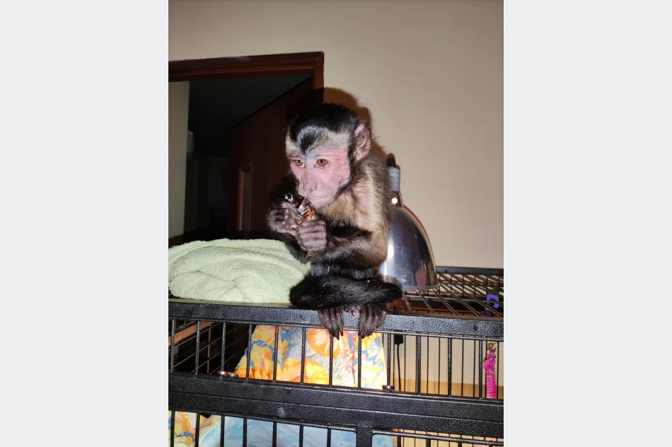 Kapucynka i ara odebrane z limanowskiego sklepu zoologicznego - zdjęcie 4