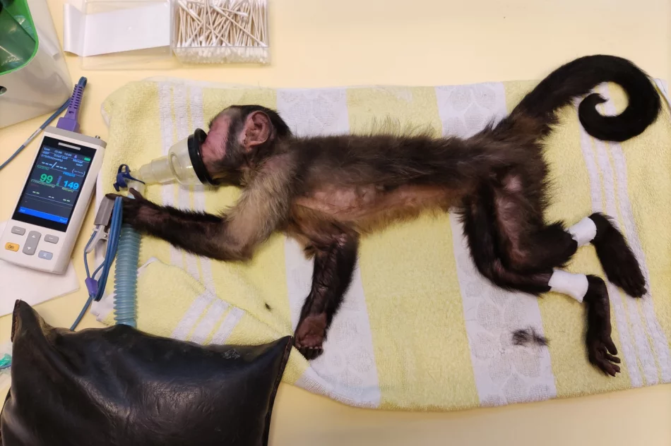 Kapucynka i ara odebrane z limanowskiego sklepu zoologicznego - zdjęcie 6