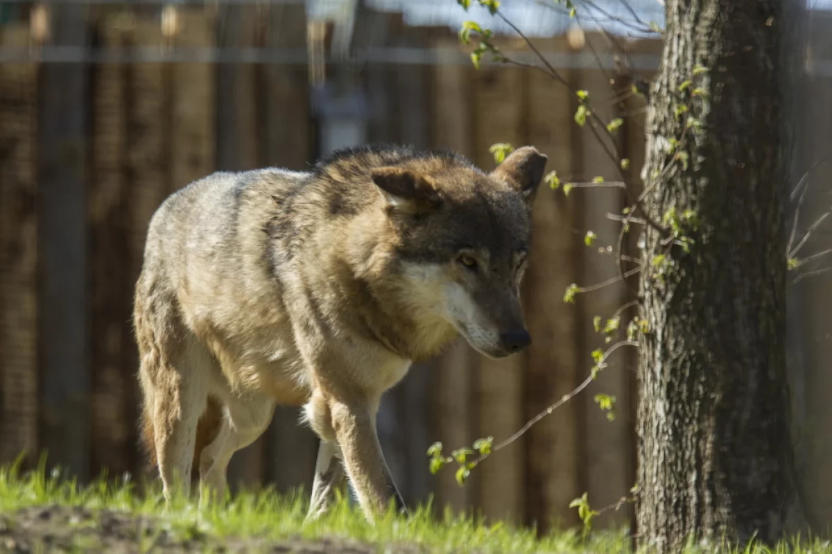 Mimo ochrony wilki są intensywnie zabijane - ponad 140 osobników rocznie