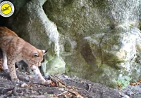 "Jasieńka" wróciła na teren parku - zdjęcie główne
