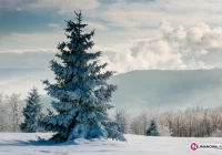 Trwa akcja 'choinka' - zdjęcie główne