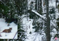 Ryś w Gorcach - 'było to coś niezwykłego' - zdjęcie główne