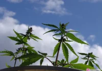 15-latek uprawiał… konpie indyjskie - zdjęcie główne