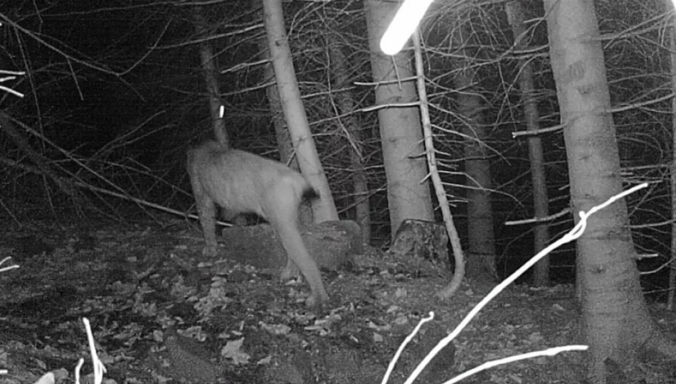 Drapieżnik nagrany przez fotopułapkę niedaleko osiedla - zdjęcie 1