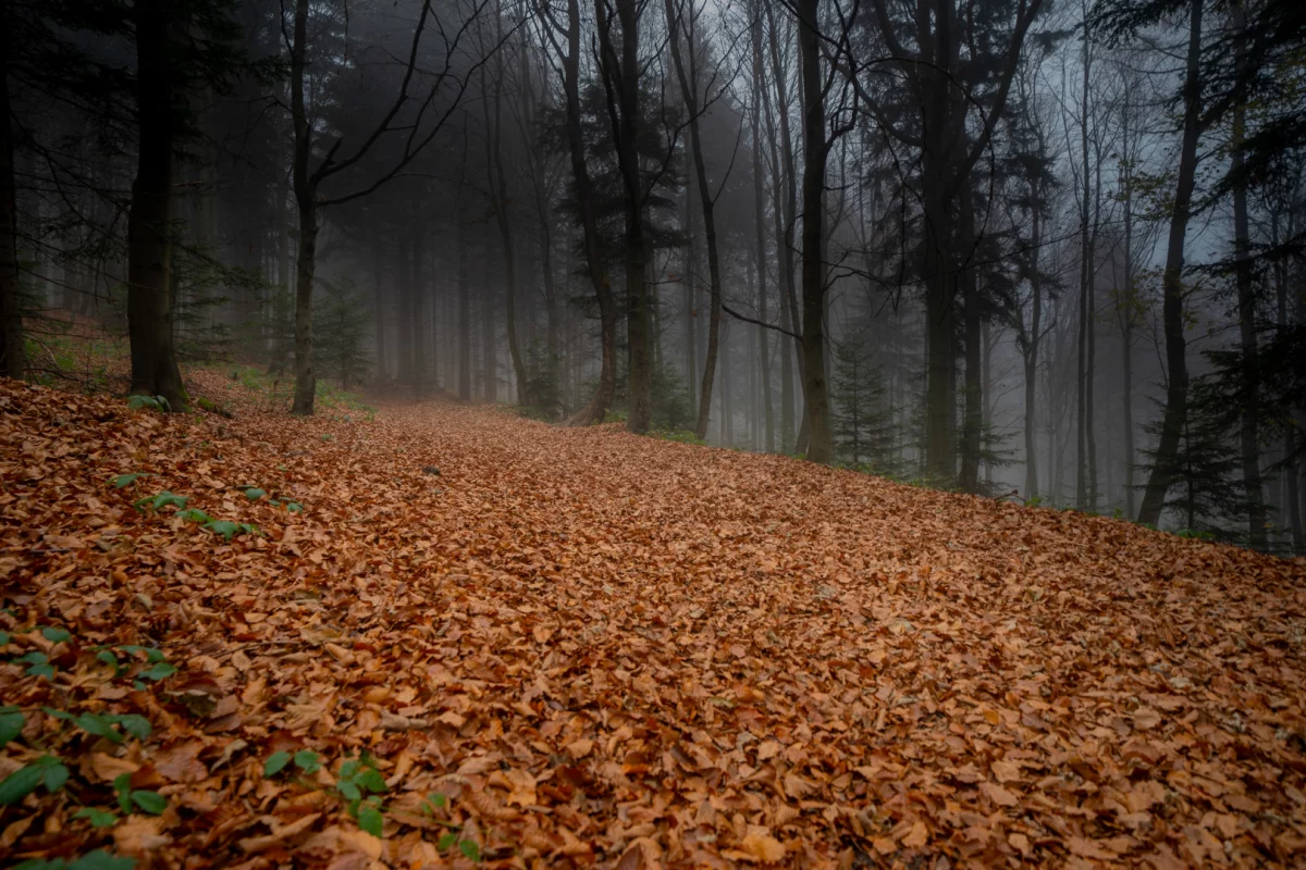 Synoptyczna prognoza pogody na weekend - wiatr