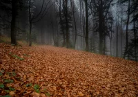 Synoptyczna prognoza pogody na weekend - wiatr - zdjęcie główne