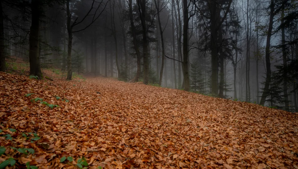 Synoptyczna prognoza pogody na weekend - wiatr - zdjęcie 1