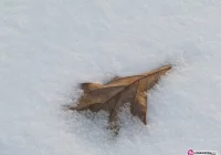 Pomóżmy przetrwać zimę - apel policji - zdjęcie główne