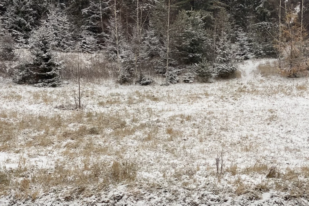 Prognoza synoptyczna na 48 tydzień roku: deszcz, śnieg i silny wiatr