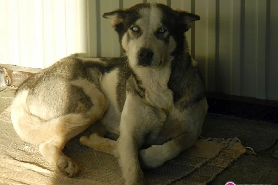 Na ulicach znaleziono dwa psy - zdjęcie 2