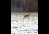 Wilk nagrany w biały dzień przy głównej drodze - zdjęcie główne